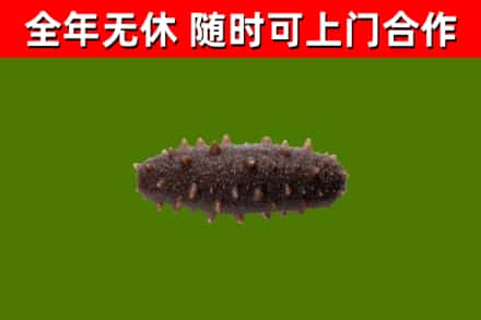 石门烟酒回收干海参.jpg
